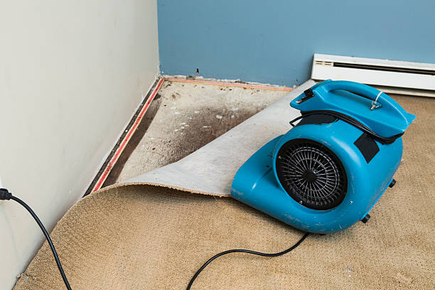 Best Mold removal after water damage  in Murphys, CA